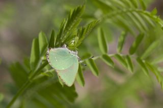 Zmrt (Callophrys rubi)