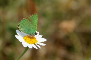 Zmrt (Callophrys rubi)