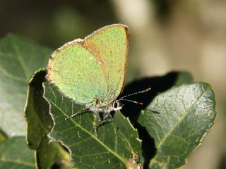Zmrt (Callophrys rubi)