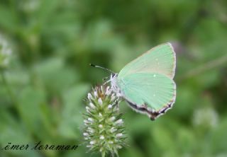 Zmrt (Callophrys rubi)