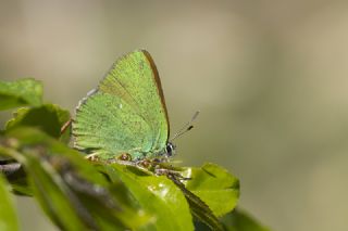 Zmrt (Callophrys rubi)