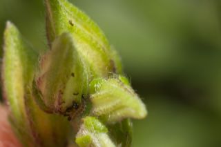 Zmrt (Callophrys rubi)