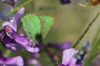 Zmrt (Callophrys rubi)