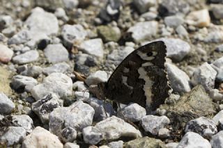 Kara Murat (Brintesia  circe)