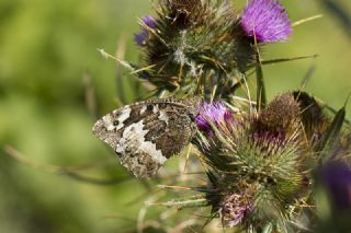 Kara Murat (Brintesia  circe)