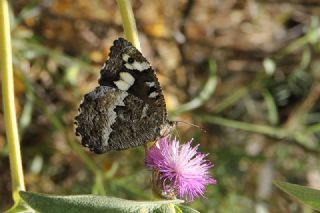 Kara Murat (Brintesia  circe)