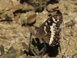 Kara Murat (Brintesia  circe)