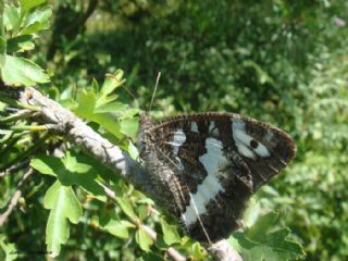 Kara Murat&nbsp;(Brintesia &nbsp;circe)