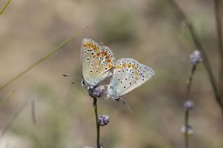 okgzl Meneke Mavisi (Polyommatus thersites)