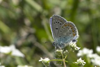 okgzl Meneke Mavisi (Polyommatus thersites)