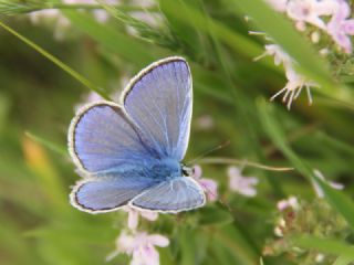 okgzl Meneke Mavisi (Polyommatus thersites)