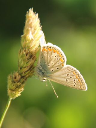 okgzl Meneke Mavisi (Polyommatus thersites)