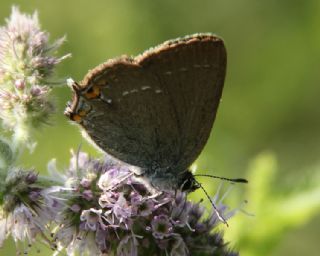 Minik Sevbeni (Satyrium acaciae)