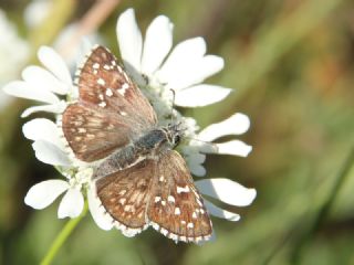 Sar Bandl Zpzp (Pyrgus sidae)