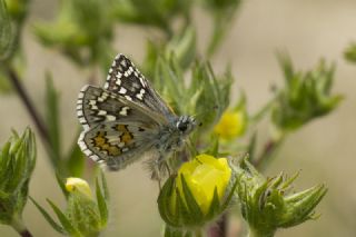 Sar Bandl Zpzp (Pyrgus sidae)