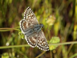 Sar Bandl Zpzp (Pyrgus sidae)