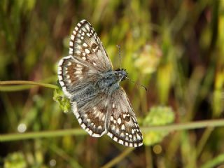 Sarbandl Zpzp (Pyrgus sidae)