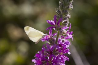 Do�ulu Narin Orman Beyaz�&nbsp;(Leptidea&nbsp;duponcheli)