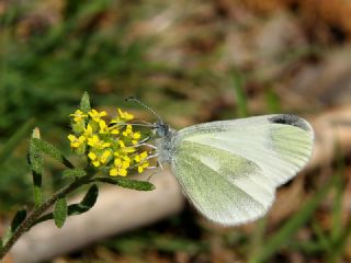 Doulu Narin Orman Beyaz (Leptidea duponcheli)