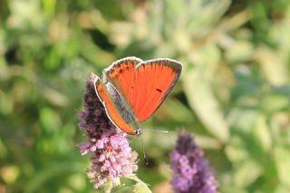 Ate Bakr Gzeli (Lycaena candens)