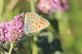 Ate Bakr Gzeli (Lycaena candens)