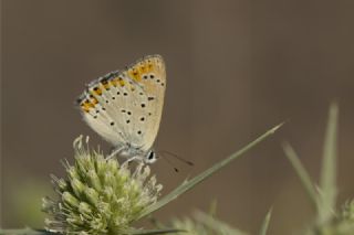 Ate Bakr Gzeli (Lycaena candens)