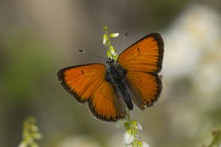 Ate Bakr Gzeli (Lycaena candens)