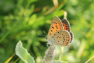 Ate Bakr Gzeli (Lycaena candens)