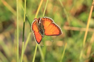 Ate Bakr Gzeli (Lycaena candens)