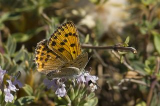 Ate Bakr Gzeli (Lycaena candens)
