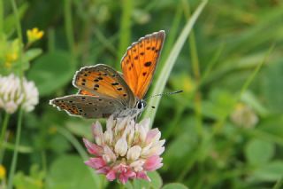Ate Bakr Gzeli (Lycaena candens)