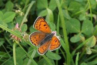 Ate Bakr Gzeli (Lycaena candens)