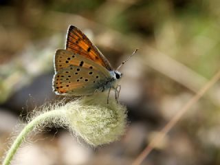 Ate Bakr Gzeli (Lycaena candens)