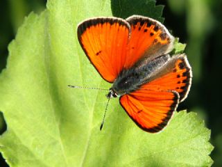 Ate Bakr Gzeli (Lycaena candens)