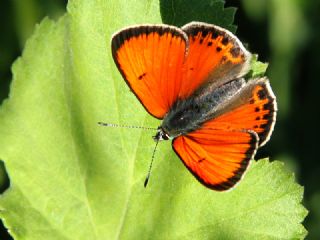 Ate Bakr Gzeli (Lycaena candens)