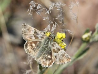 ark Zpzp (Carcharodus orientalis)