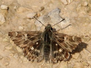 ark Zpzp (Carcharodus orientalis)