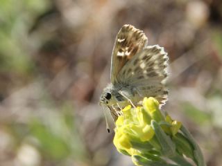 ark Zpzp (Carcharodus orientalis)