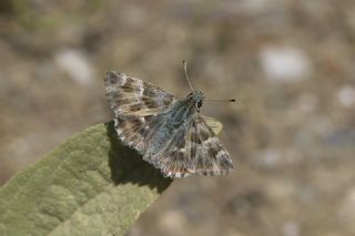 ark Zpzp (Carcharodus orientalis)