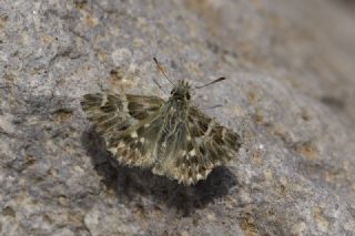 ark Zpzp (Carcharodus orientalis)