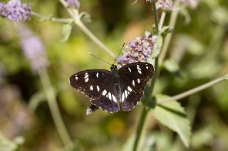 Akdeniz Hanmeli Kelebei (Limenitis reducta)