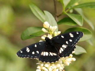 Akdeniz Han�meli Kelebe�i&nbsp;(Limenitis&nbsp;reducta)