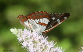 Akdeniz Hanmeli Kelebei (Limenitis reducta)