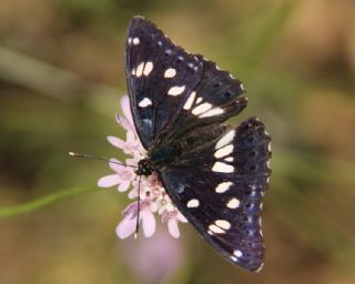 Akdeniz Hanmeli Kelebei (Limenitis reducta)