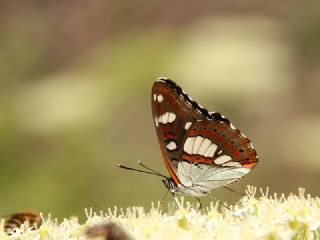 Akdeniz Hanmeli Kelebei (Limenitis reducta)