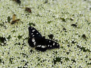 Akdeniz Hanmeli Kelebei (Limenitis reducta)