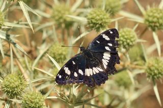 Akdeniz Hanmeli Kelebei (Limenitis reducta)