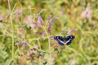 Akdeniz Hanmeli Kelebei (Limenitis reducta)