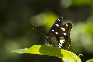 Akdeniz Hanmeli Kelebei (Limenitis reducta)