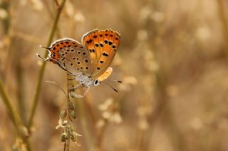 Kk Ate Gzeli (Lycaena thersamon)